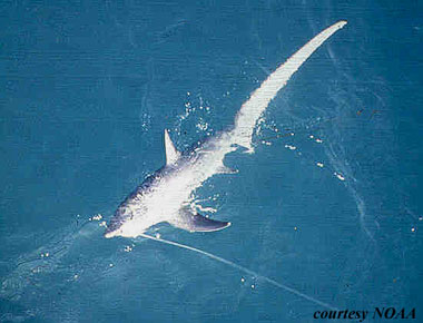 Thresher shark